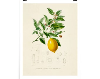 Lemon Print • Vintage Scientific Illustration Fine Art Print • Natural History • Lemon Tree Giclee Print
