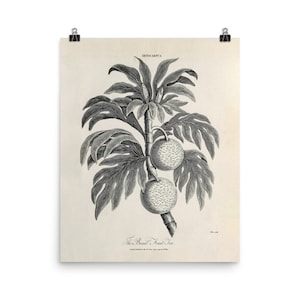 Breadfruit Tree Fine Art Print • John Pass Vintage Botanical Engraved Illustration • Giclee Fine Art Print