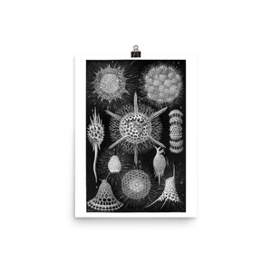 Radiolaria Vintage Wetenschappelijke Illustratie Fine Art Print • Zoöplankton Marine Life • Giclee Fine Art Print