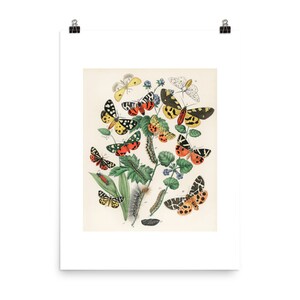 Butterflies Art Print - Moths - Caterpillars - Vintage Illustration - Art Print - Monarch Butterfly - Blue Butterfly - Monarch - Home Decor