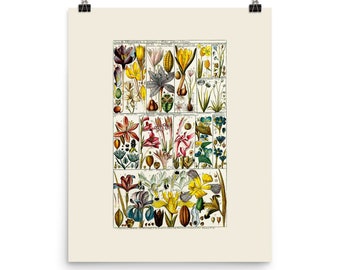Flowers - Art Print - Iris - Gladiolus - Crocus - Chinese Lily - Red Flowers - Botanical Wall Art - Botanical Artwork - Wall Art