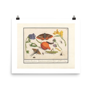 Natural History Ensemble Fine Art Print • Vintage Watercolor of a Butterfly, Insects, and Flowers • Giclee Fine Art Print