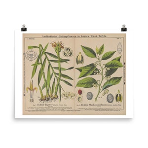 Arte de parede com estampas botânicas • Carta botânica educacional vintage do século XIX • Plantas de gengibre e noz-moscada • Impressão de belas artes giclée