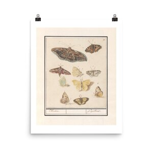 Butterflies Art Print - Moths - Vintage Watercolor Illustration - Wall Art - Fine Art Print - Giclee Print - Home Decor