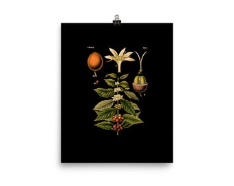 Botanical Illustration - Coffee Plant - Coffee Tree - 8x10 Art Print - Vintage Illustration - Home Decor - Office Decor - Wall Art