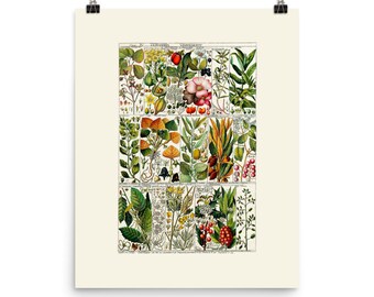 Flowers - Art Print - Botanical Wall Art - Botanical Artwork - Home Décor – White Flowers - Pink Flowers - Red Flowers - Yellow Flowers