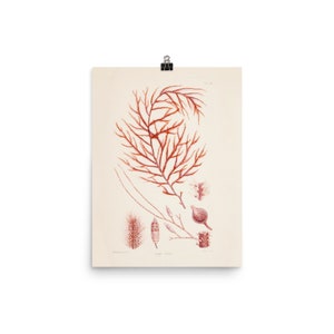 Ocean Wall Art Print • Marine Plants • Vintage Algae Illustration • Dasya Villosa • Giclee Fine Art Print