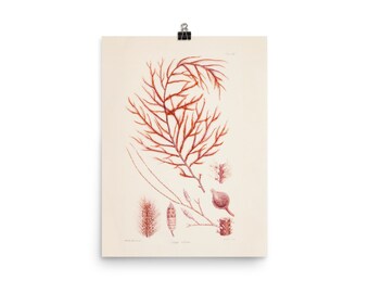 Ocean Wall Art Print • Marine Plants • Vintage Algae Illustration • Dasya Villosa • Giclee Fine Art Print