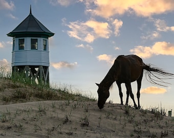 Wild Horse Grazing Ocean Sand Dune Photo, OBX Wild Ponies, Outer Banks Wild Horses Print, Ocean Horses, Horse Wall Art, Corolla NC