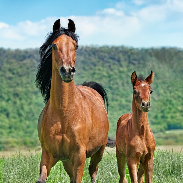 Mare and Foal In Summer Pasture, Horse Owner Gift, Horse Lover Print, Horse Photo Print, Baby Horse Photo, Arabian Horses, Bay Horse Photo