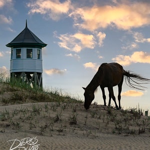 Wild Horse Grazing Ocean Sand Dune Photo, OBX Wild Ponies, Outer Banks Wild Horses Print, Ocean Horses, Horse Wall Art, Corolla NC