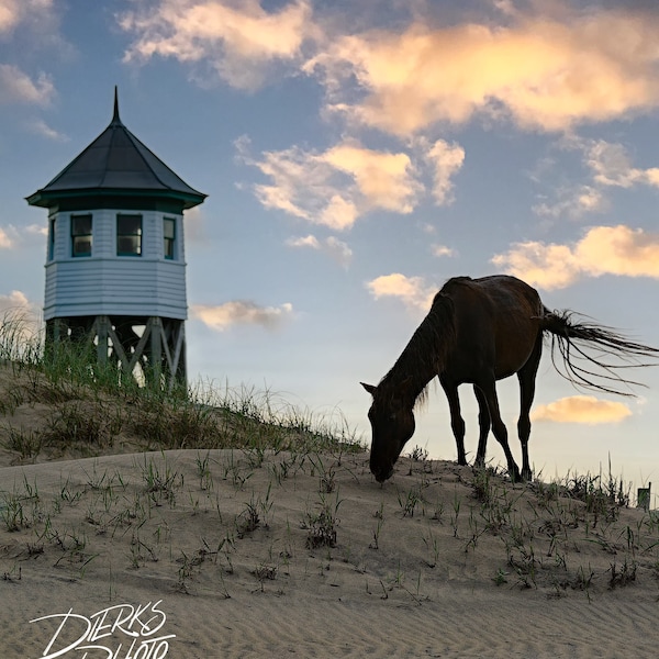 Outer Banks Wild Horse Art Etsy