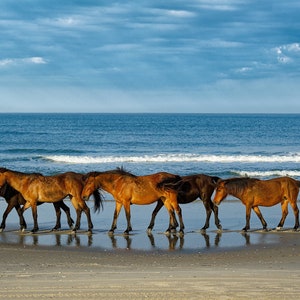 Wild Horses at Corolla NC, OBX Wild Ponies, Outer Banks Horses Print, Wild Horses on OBX Beach, Outer Banks Beach Photo, Horse Wall Decor