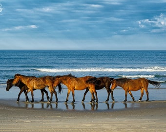 Wild Horses at Corolla NC, OBX Wild Ponies, Outer Banks Horses Print, Wild Horses on OBX Beach, Outer Banks Beach Photo, Horse Wall Decor