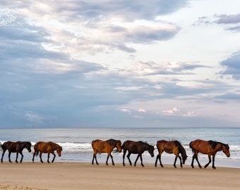 Wild Horses at Corolla NC, OBX Wild Ponies, Outer Banks Wild Horses, Wild Horses on Ocean Beach, Outer Banks Beach Photo, Horse Wall Decor