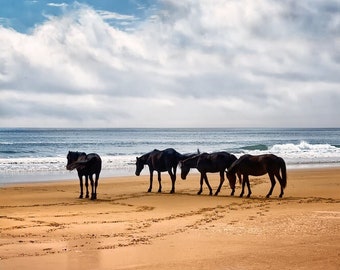Wild Horses at Corolla, OBX Wild Ponies, Outer Banks Horses Print, Wild Horses on OBX Beach, Beachcombers, Horse Wall Decor, OBX Horses