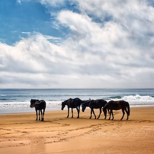 Wild Horses at Corolla, OBX Wild Ponies, Outer Banks Horses Print, Wild Horses on OBX Beach, Beachcombers, Horse Wall Decor, OBX Horses