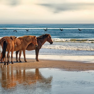 Wild Horses on Beach with Pelicans at Corolla NC, OBX Wild Ponies, Outer Banks Horses Print, Outer Banks Beach Photo, Wild Horse Wall Decor