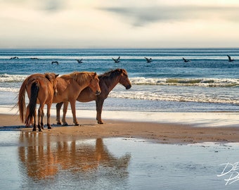 Wild Horses on Beach with Pelicans at Corolla NC, OBX Wild Ponies, Outer Banks Horses Print, Outer Banks Beach Photo, Wild Horse Wall Decor