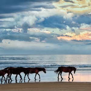 Wild Horses at Corolla NC, OBX Wild Ponies, Outer Banks Horses Print, Wild Horses on OBX Beach, Outer Banks Beach Sunset, Horse Wall Decor