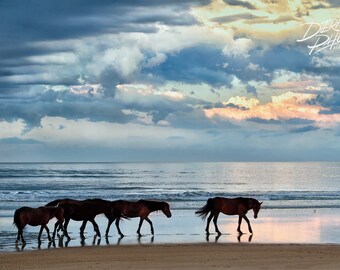 Wild Horses at Corolla NC, OBX Wild Ponies, Outer Banks Horses Print, Wild Horses on OBX Beach, Outer Banks Beach Sunset, Horse Wall Decor