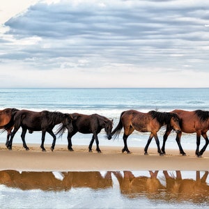 Wild Horses at Corolla NC, OBX Wild Ponies, Outer Banks Horses Print, Wild Horses on OBX Beach, Outer Banks Beach Photo, Horse Wall Decor