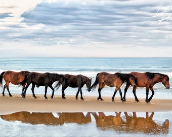Wild Horses at Corolla NC, OBX Wild Ponies, Outer Banks Horses Print, Wild Horses on OBX Beach, Outer Banks Beach Photo, Horse Wall Decor