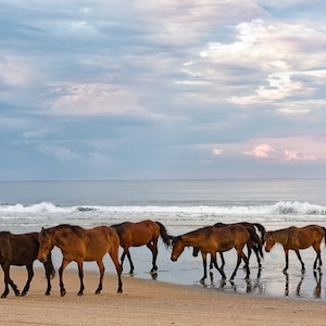 Wild Horses at Corolla NC, OBX Wild Ponies, Outer Banks Horses Photo, Wild Horses on OBX Beach, Outer Banks Beach Photo, Horse Wall Decor