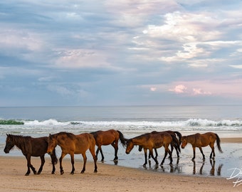 Wild Horses at Corolla NC, OBX Wild Ponies, Outer Banks Horses Photo, Wild Horses on OBX Beach, Outer Banks Beach Photo, Horse Wall Decor