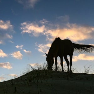 Wild Horse Grazing Ocean Sand Dune Photo, OBX Wild Ponies, Outer Banks Wild Horses Print, Ocean Horses, Horse Wall Art, Corolla NC