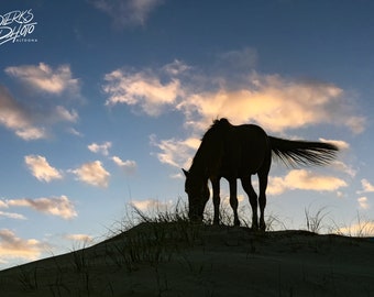 Wild Horse Grazing Ocean Sand Dune Photo, OBX Wild Ponies, Outer Banks Wild Horses Print, Ocean Horses, Horse Wall Art, Corolla NC