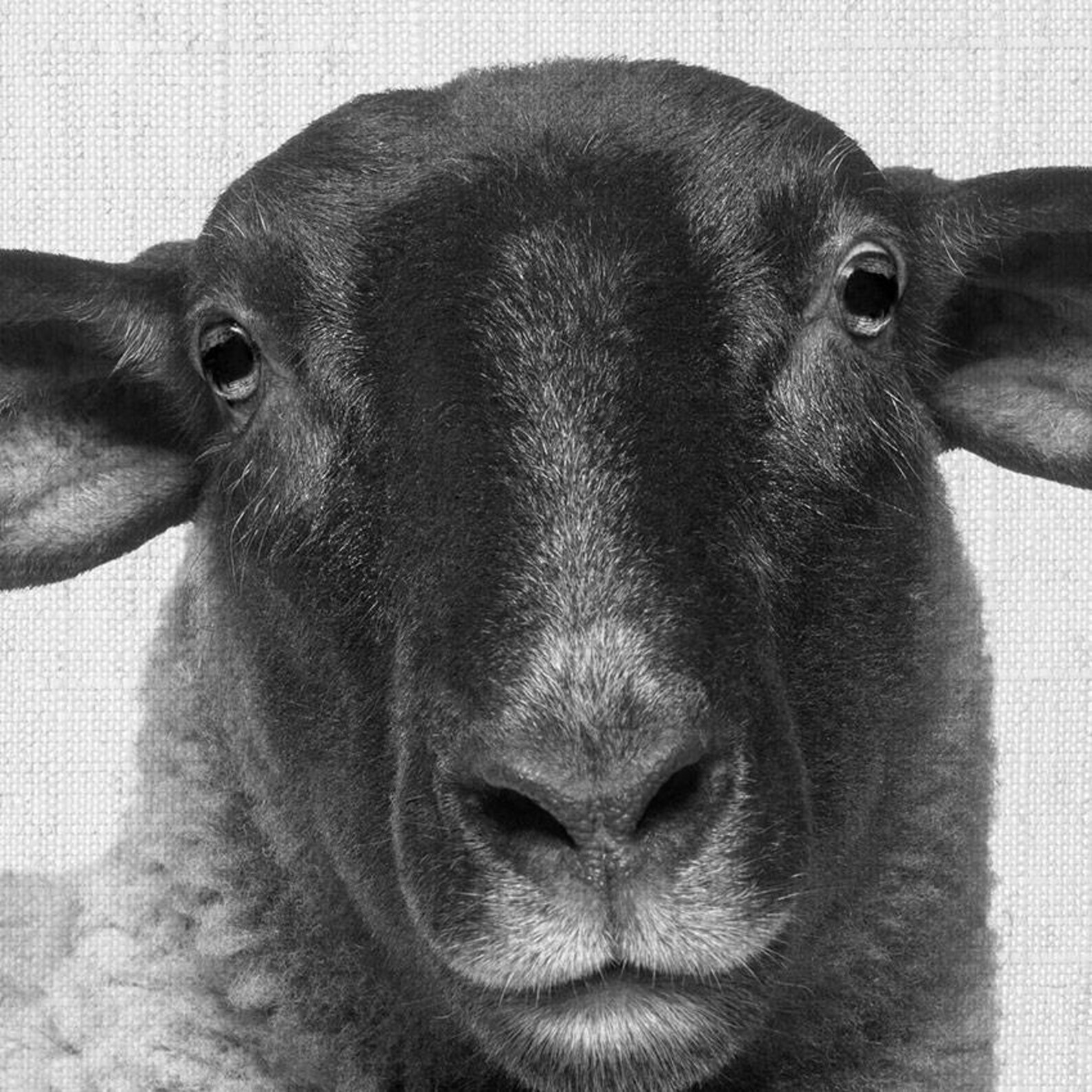 Suffolk Sheep Print Sheep Art Black Head Sheep Scandinavian Etsy