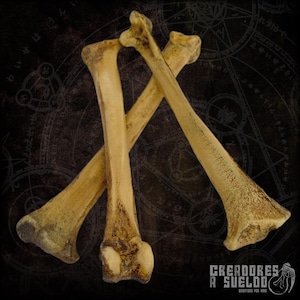 May include: Three weathered, beige-colored bones are arranged in a cross pattern against a dark background. The bones have a textured appearance with darker brown patches. The image includes the text "CREADORES A SUELDO" in the bottom right corner.
