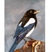 see more listings in the Bird Prints section