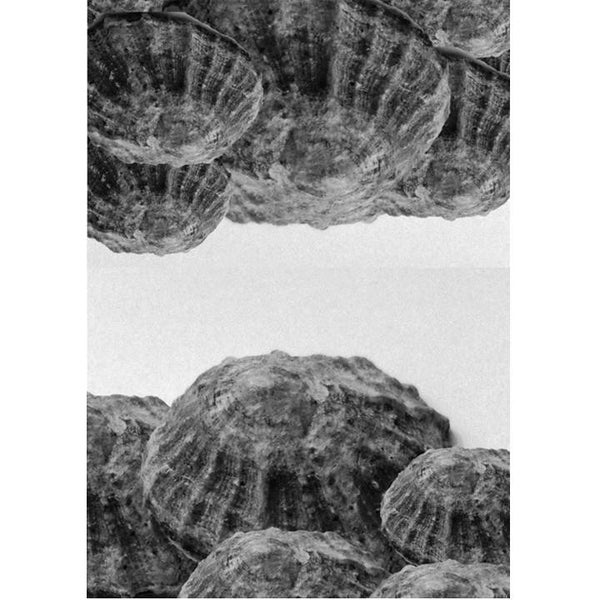 Shells Print - Black and White Art. A mixed media shell photo. An abstract landscape. A5 shell art print. A Nautical Modern photo print,