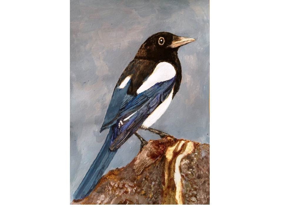 Blue Magpie Art Print A Magpie Print A Garden Bird Art - Etsy