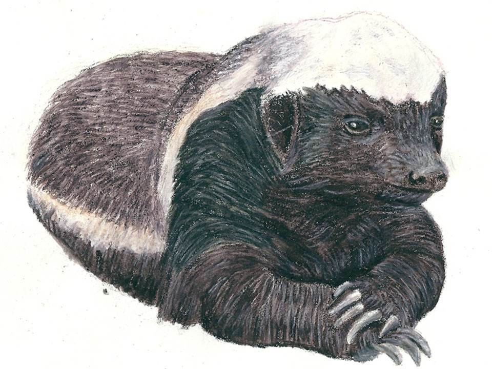 Honey Badger Drawing Cute Il Fullxfull.926738898 Iu5z