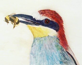 Bee Eater bird. A professional print, of my original colorful bird watercolor painting. A European bird artwork.