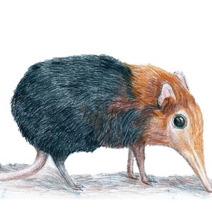 elephant shrew stuffed animal