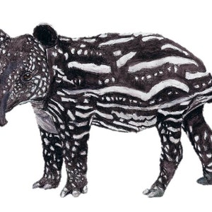 A Baby Tapir Art Print. A Malaysian Tapir Print. For Brown And White Unique Animal Decor, For A4 Baby Animal Playroom Art / Rare Animal gIft image 4