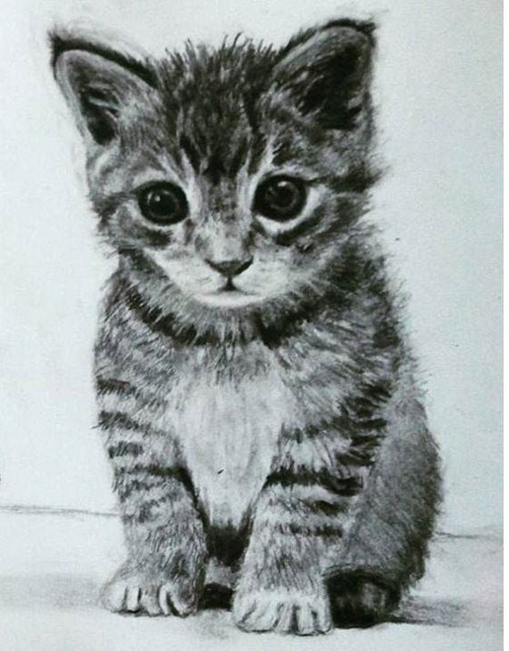 a tabby kitten