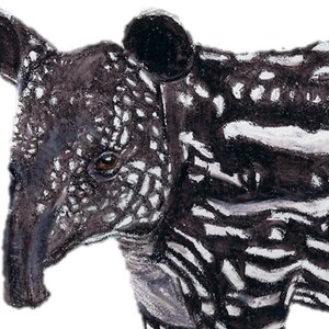 A Baby Tapir Art Print. A Malaysian Tapir Print. For Brown And White Unique Animal Decor, For A4 Baby Animal Playroom Art / Rare Animal gIft image 2