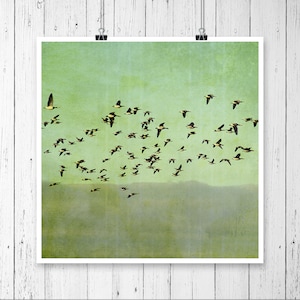 May include: A flock of geese flying in formation against a green and blue sky. The geese are flying in a V-shape, with the leader at the front of the formation. The sky is a light blue color, with some clouds in the distance.