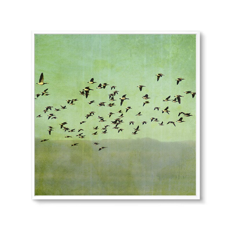 May include: A flock of geese flying in formation against a green and white sky. The geese are flying in a V-shape, with the leader at the front of the formation.