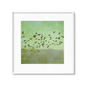May include: A flock of birds flying in formation against a green and blue sky. The birds are black with white markings and are flying in a V-shape.