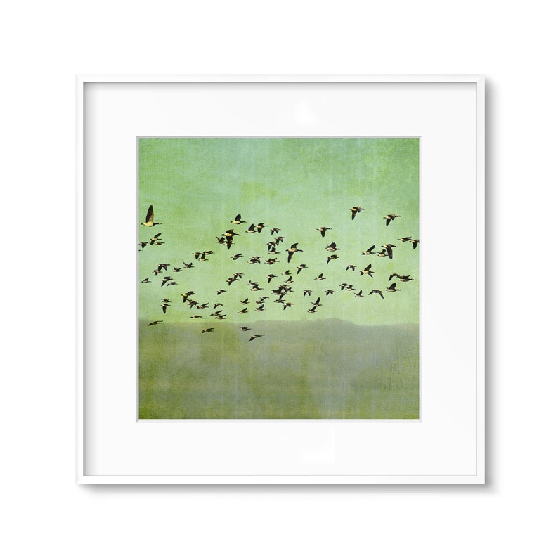 May include: A flock of birds flying in formation against a green and blue sky. The birds are black with white markings and are flying in a V-shape.