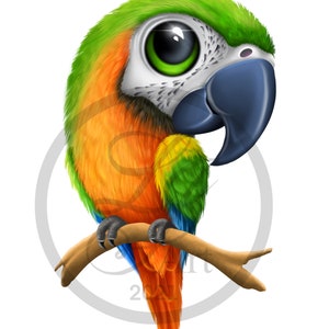 Cartoon parrot download