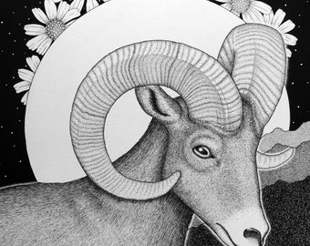 Beneath the Blue Moon - 11 x 14 - Art Print - Art - Desert - Black and White - Sheep - Bighorn - Aries - Moon - Stars - Wildlife - Animal