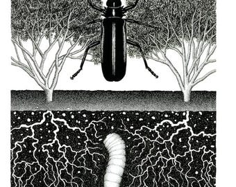 Desert Emergence 11 x 14 - Art Print - Art - Desert - Black and White - Palo Verde - Beetle - Bug - Palo Verde Beetle - Arizona - Larvae