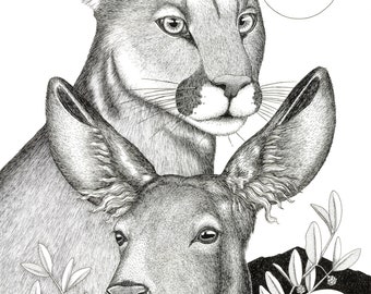 Longer Stories - 11 x 14 - Art Print - Art - Cougar - Cat - Deer - Mountain Lion - Black and White - Jojoba - Desert - Sonoran Desert - Sun